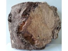 1X HARDWOOD TIMBER AIR DRIED SAWN ENGLISH OAK BURR SLAB *NO VAT*