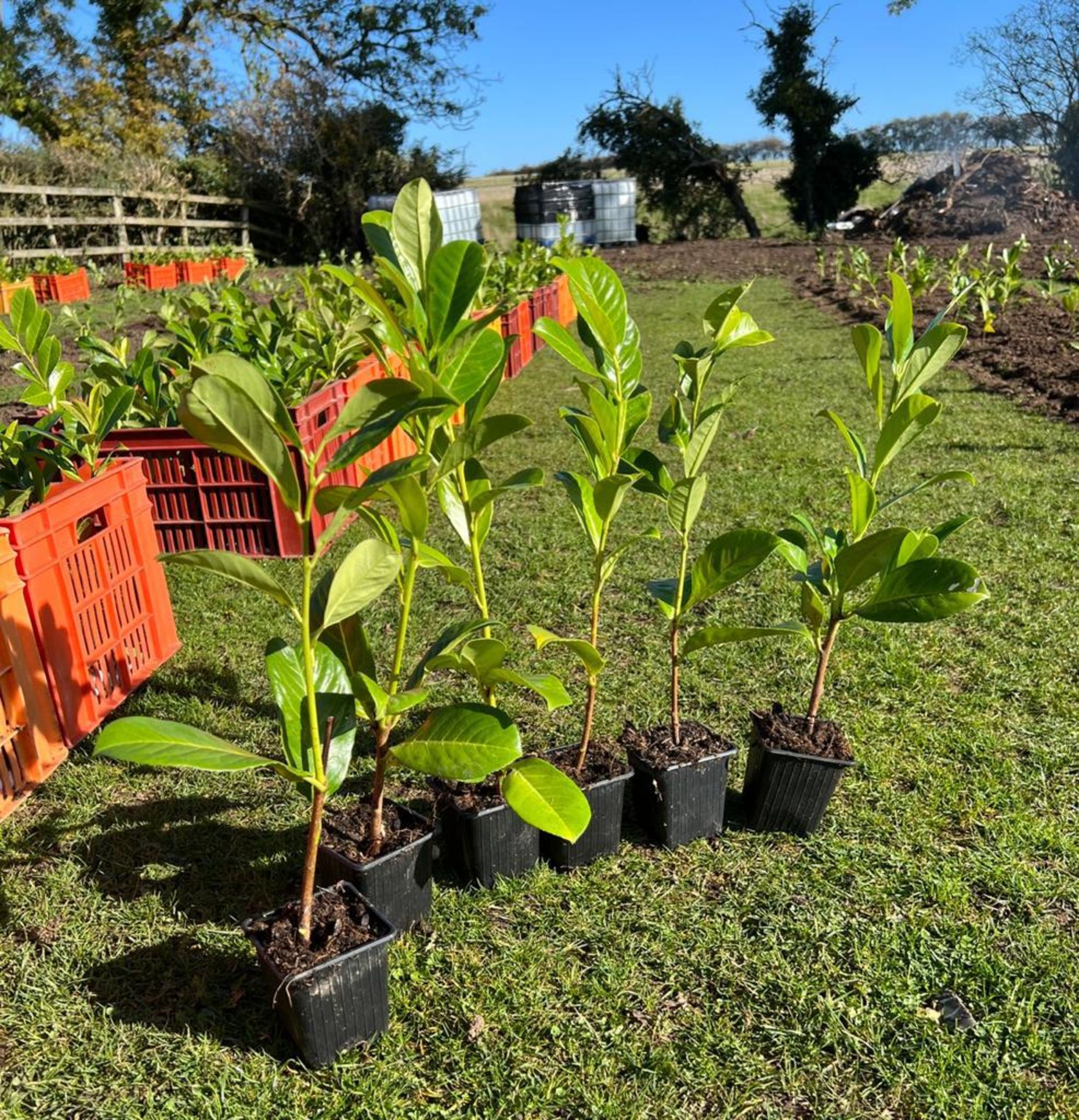 100x 4-500mm LAURELS IN 9CM POTS *PLUS VAT* - Image 2 of 5