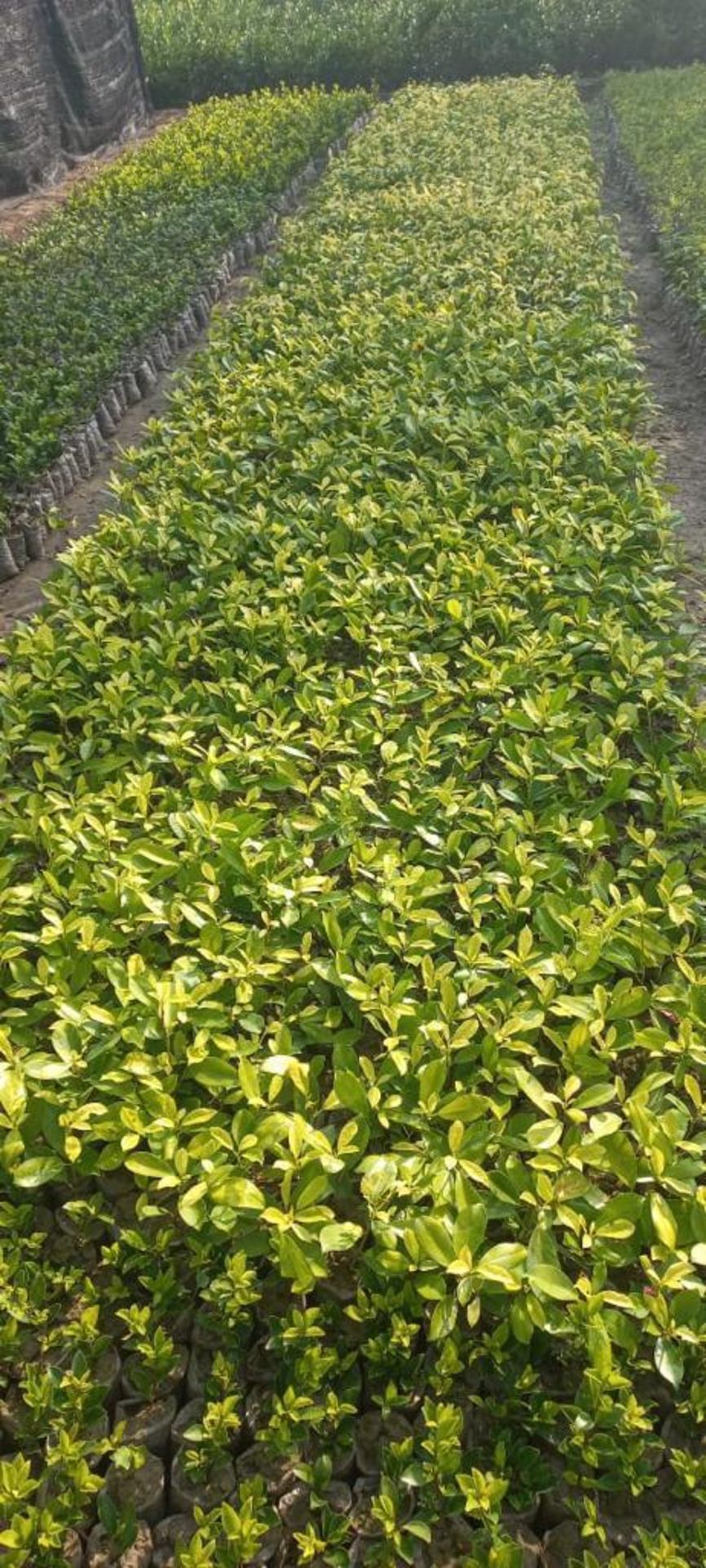 100x 4-500mm LAURELS IN 9CM POTS *PLUS VAT*