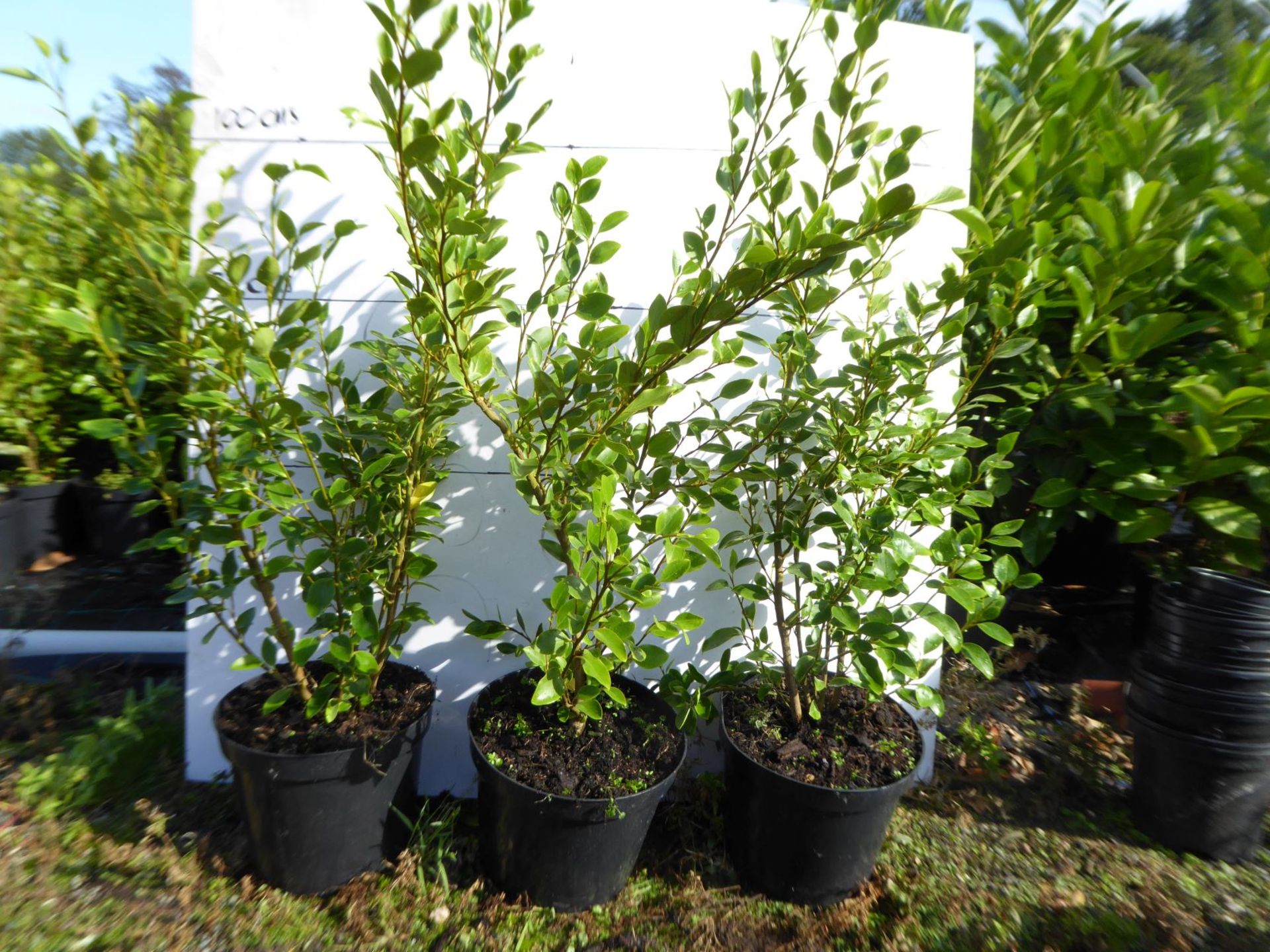 16 X GRISELINIA LITORALIS HEDGING *PLUS VAT*