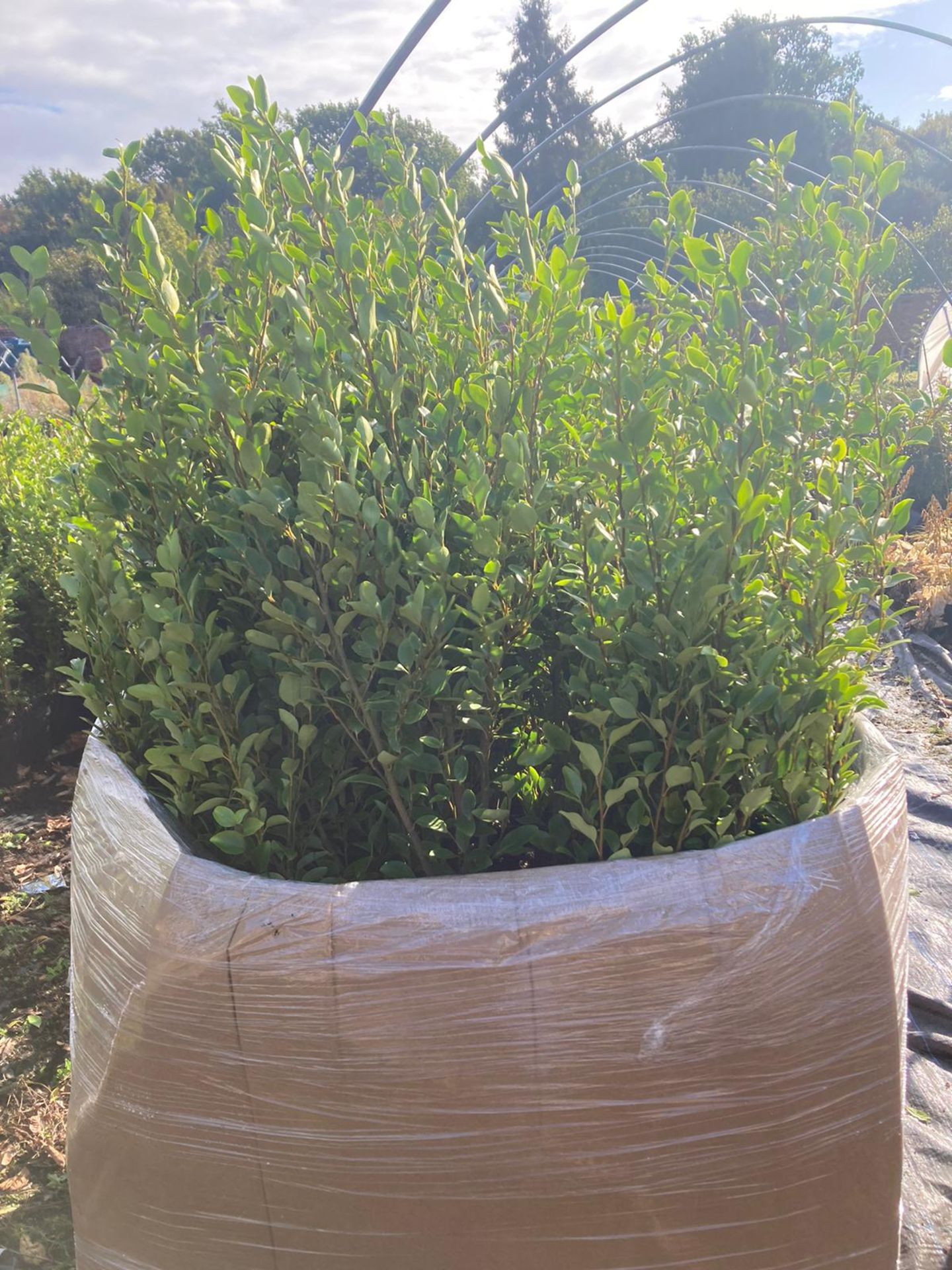 32 X GRISELINIA LITORALIS HEDGING *PLUS VAT*