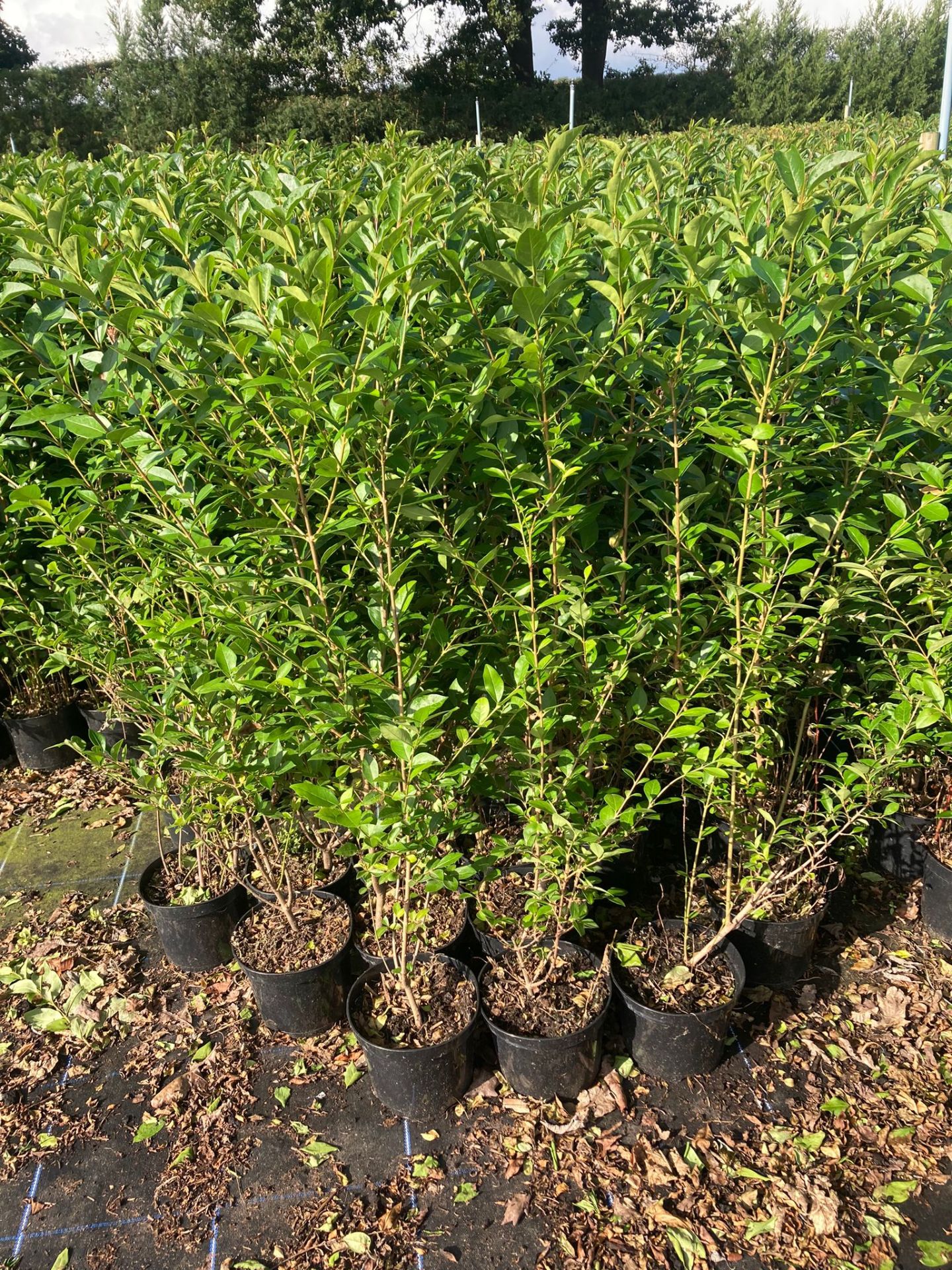 16x 100CM PRIVET GARDEN PLANTS *PLUS VAT*