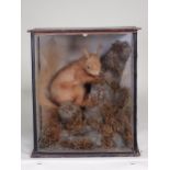 An antique ebonised and glazed taxidermy Case displaying a Red Squirrel