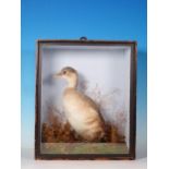 An antique ebonised and glazed taxidermy Case displaying a winter plumage Little Grebe amongst