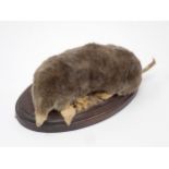 A taxidermy specimen of a Mole on oval oak base