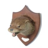 A taxidermy Otter Mask on oak shield bearing plaque reading 'Culmstock O.H., Umberleigh, R. Taw,