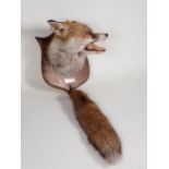 A modern taxidermy Fox Mask and Brush on oak shield with plaque engraved 'Albrighton Hounds, 19th