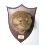 A taxidermy Otter Mask on oak shield by Peter Spicer & Sons bearing ivorine plaque 'P.C.O.H. Western