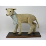 A taxidermy standing Lamb on base 14 1/2in H