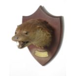 A taxidermy Otter Mask on oak shield bearing brass plaque engraved 'Cheriton Otter Hounds, May