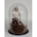 An antique taxidermy specimen of a Barn Owl with Jay wing under a large glass dome on ebonised