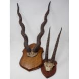 A pair of Blackbuck Horns on oak shield and a pair of Thomson's Gazelle Horns on shield