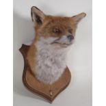 A taxidermy Fox Mask on oak shield by Simon Wilson, Lakeland Taxidermy