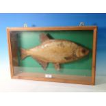 An antique taxidermy specimen of a Bream in pine and glazed case 2ft 1in W x 1ft 3in H