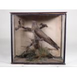 An antique ebonised and glazed taxidermy Case displaying a Cuckoo perched on a branch 1ft 2 1/2in