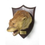 A taxidermy Otter Mask on oak shield by Peter Spicer & Sons bearing plaque reading 'K.D.O.H. Wood