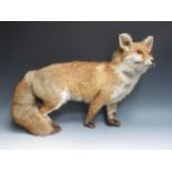 A taxidermy specimen of a Fox