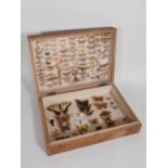 A pine Lepidopterist's Case displaying a collection of British Butterflies and Moths including