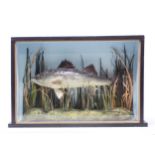 An ebonised and glazed taxidermy Case displaying a Zander amongst aquatic vegetation 1ft 3in W x