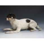 A taxidermy specimen of a black and white mongrel Dog 2ft 1in L