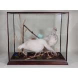A modern glazed taxidermy Case displaying a pair of albino Pheasants with chicks by taxidermist M.