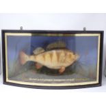 An ebonised and glazed bow fronted taxidermy Case displaying a mounted Perch amongst aquatic