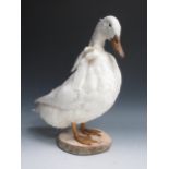 A taxidermy domestic Duck 18in H