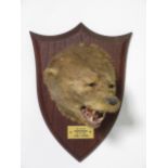 A taxidermy Otter Mask on oak shield by Peter Spicer & Sons, bearing plaque D.O.H. Mossknowe, 6-5-