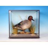 A glazed taxidermy Case displaying a drake Teal on naturalistic base 12in W x 11 1/2in W