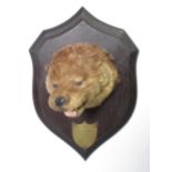 A taxidermy Otter Mask on oak shield by Rowland Ward, bearing carved initial to rear and brass
