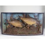 An ebonised and glazed bow fronted taxidermy Case displaying a pair of Bream amongst aquatic