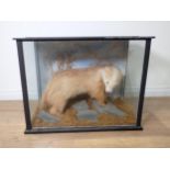 An antique ebonised taxidermy Case displaying a sandy Badger on rock effect base 2ft 6in W x 1ft