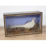 An antique ebonised and glazed taxidermy Case displaying an albino cock Pheasant by F.J. Millichamp,