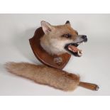 A modern taxidermy Fox Mask and Brush on oak shield with plaque engraved 'Albrighton Hunt, 17-3-