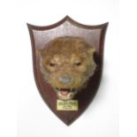 A taxidermy Otter Mask on oak shield by Peter Spicer & Sons, bearing plaque reading '25-9-33,