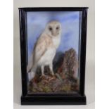 An antique ebonised and glazed taxidermy Case displaying a Barn Owl in the manner of Jeffries of