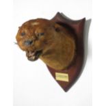 A taxidermy Otter Mask on oak shield by Peter Spicer & Sons bearing plaque reading 'P.C.O.H.