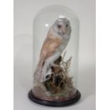 An antique taxidermy Barn Owl upon natural branch perch under glass dome on circular ebonised base