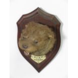 A taxidermy Otter Mask by H. Murray & Son, bearing paper label to rear and label reading W.C.O.H.