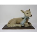 A taxidermy reclining Lamb on wooden base 15 1/2in L