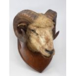 An antique neck mounted Mouflon Ram Mask on oak shield