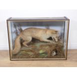 An antique ebonised and glazed taxidermy Case displaying a Fox with rabbit in hole 3ft 1in W x 2ft