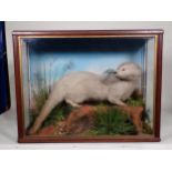 An antique oak and glazed taxidermy Case displaying an Otter by Jeffries of Carmarthen 2ft 3in W x