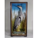 An antique ebonised and glazed taxidermy Case displaying a Grey Heron amongst seeding grasses by