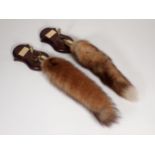 Two taxidermy Fox Brushes on oak shields with plaques engraved 'Albrighton Hounds, The 1/2 brace,