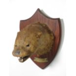 A taxidermy Otter Mask on oak shield, bearing brass plaque engraved 'Killed 6th May 1922, Kingcombe,