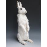 A taxidermy white Rabbit 18in