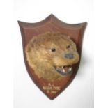 A taxidermy Otter Mask on oak shield with painted inscription reading 'A.J., N.C.O.H., 3 Hrs'