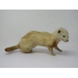 A taxidermy Ferret