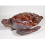 An antique taxidermy specimen of a Hawksbill Turtle 1ft 9in L x 1ft 10in W